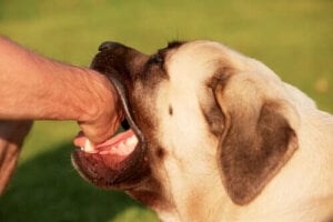 Preventing Dog Bites