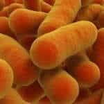 Campylobacter Food Poisoning