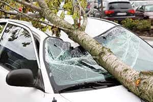 Tree Accident Lawyer